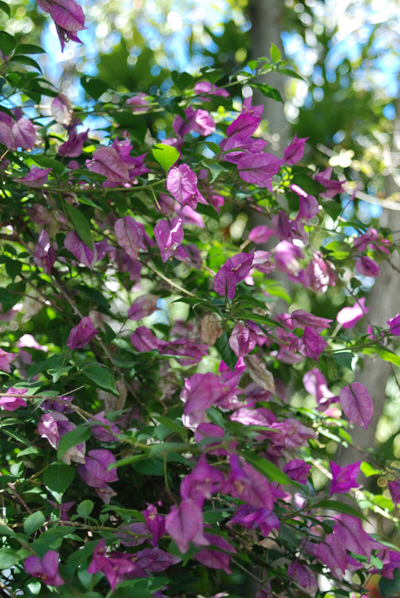 flowers at our facility
