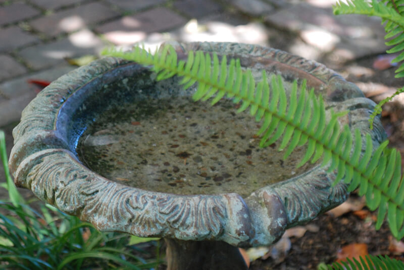 A bird bath at our facility